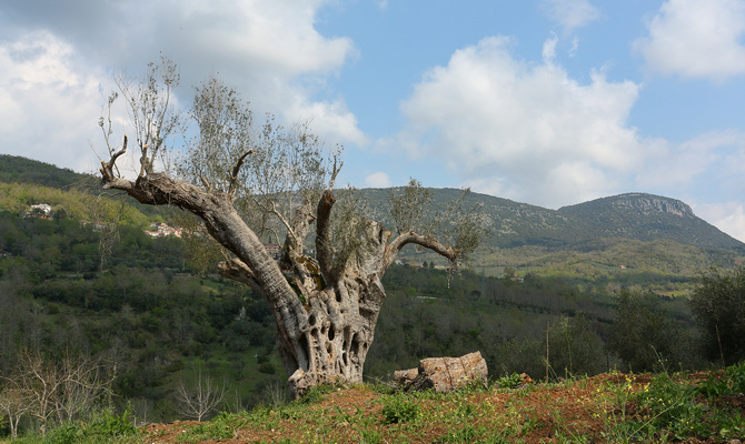Der hat schon viel erlebt: Tausend Jahre alter Olivenbaum in Morigati