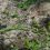 Die Palinuro-Primel wächst auf Felsen